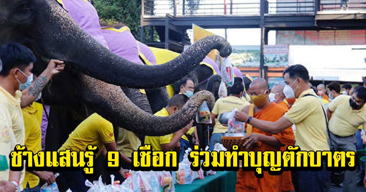 สาธุ ช้างแสนรู้ 9 เชือก ร่วมทำบุญตักบาตร ถวายเป็นพระราชกุศล ในหลวง ร.9