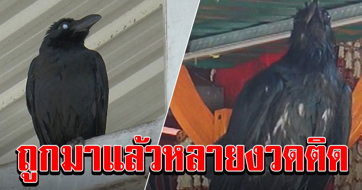 ชาวโคราชตั้งใจฟังเสียงร้อง อีกาวัด