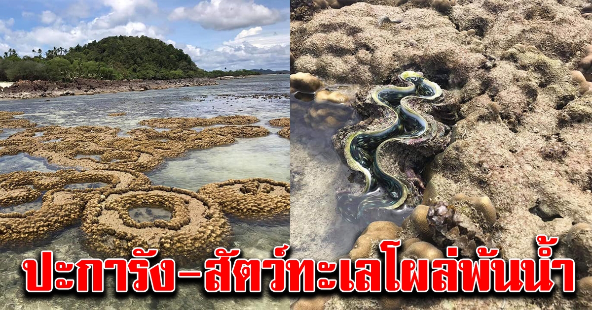 ปรากฏการณ์น้ำทะเลลดต่ำสุดในรอบปี พบปะการัง สัตว์ทะเลโผล่พ้นน้ำ