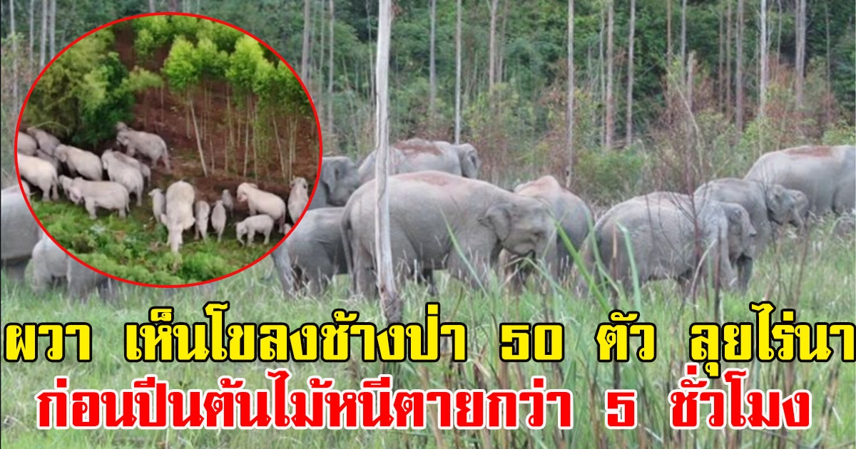 ชาวบ้านออกหาปลา หันไปเห็นโขลงช้างป่ากว่า 50 ตัว ปีนต้นไม้หนีกว่า 5 ชั่วโมง