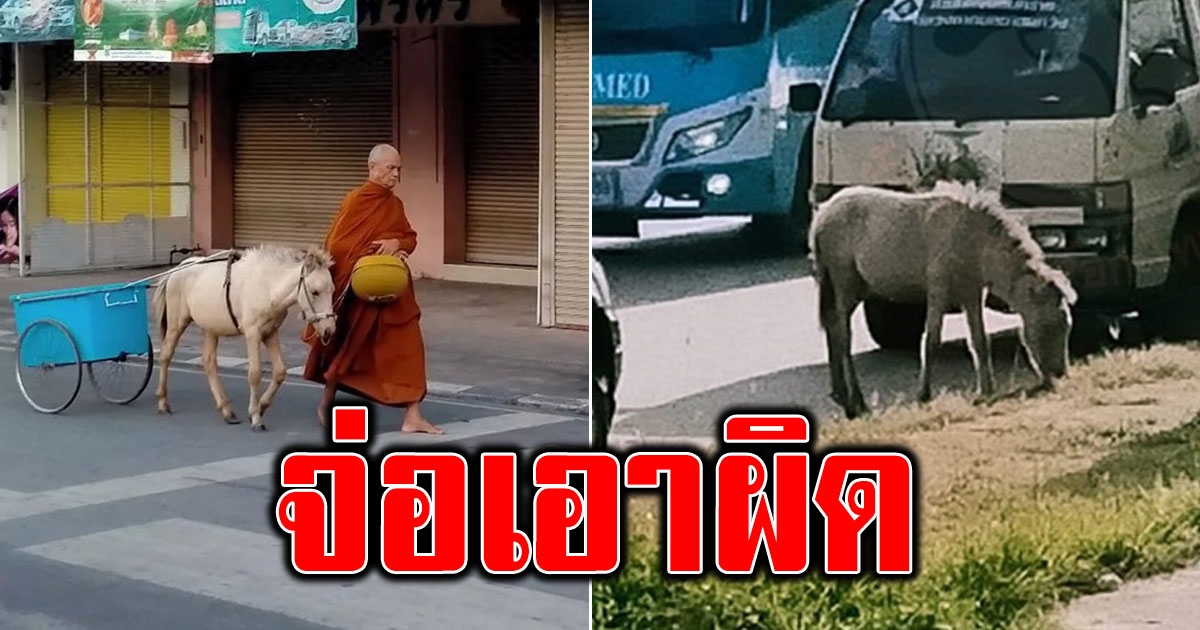 จ่อเอาผิด พระสงฆ์ นำสัตว์เดินบิณฑบาต